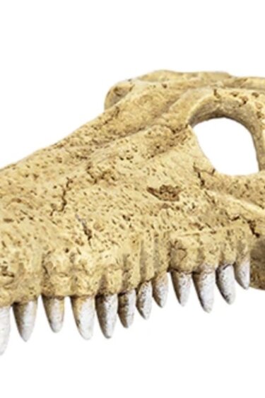 ReptiZoo Cachette crâne de crocodile