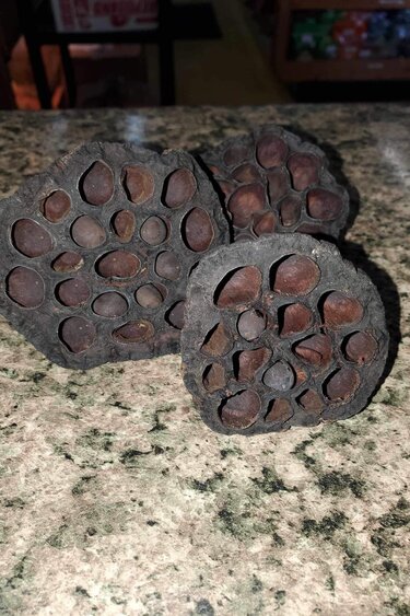 La Swamp LA SWAMP 21374 Gousses de lotus (3x)