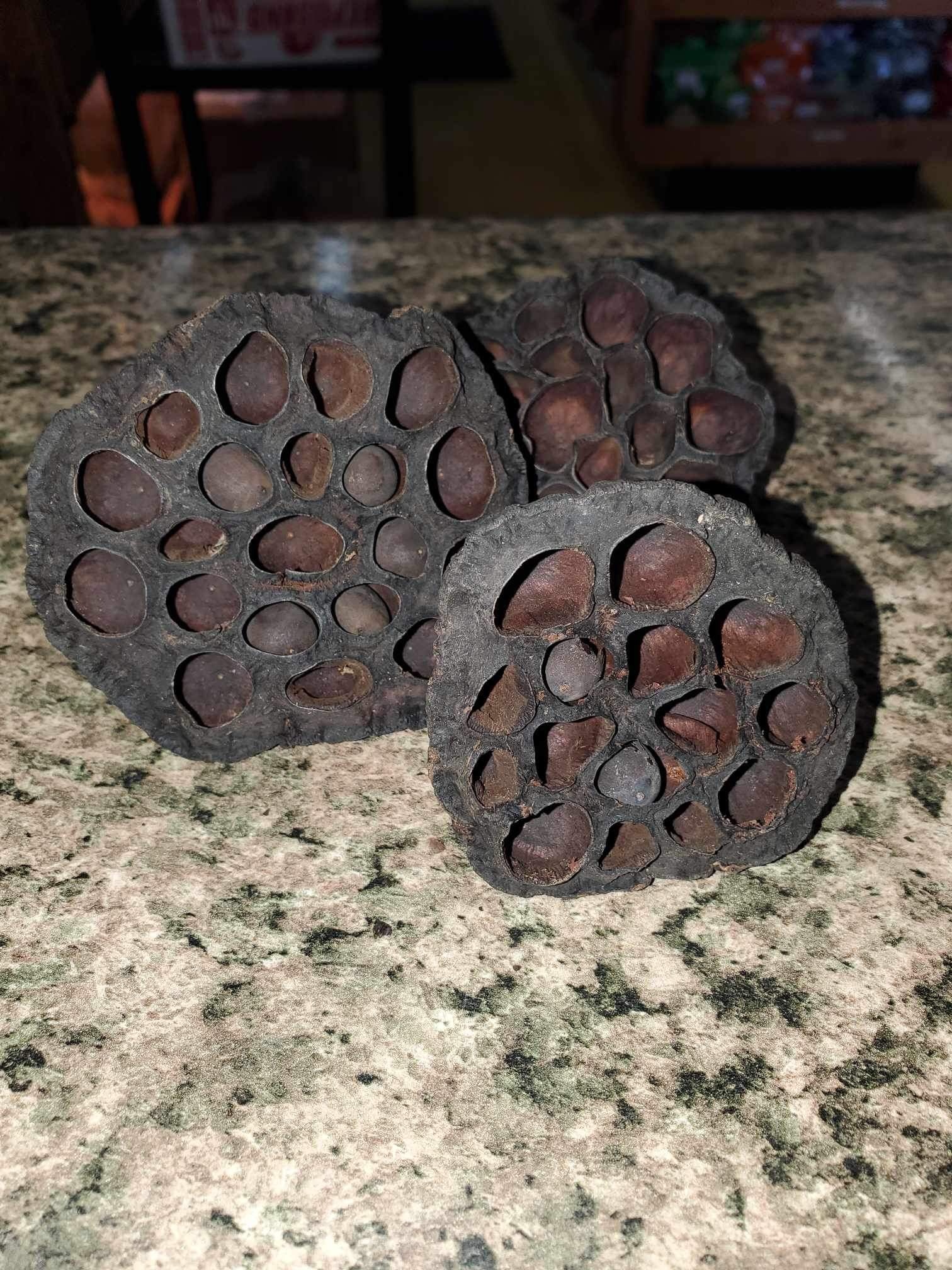 La Swamp LA SWAMP 21374 Gousses de lotus (3x)