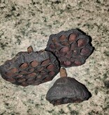 La Swamp Pods  - Lotus pods (3x)