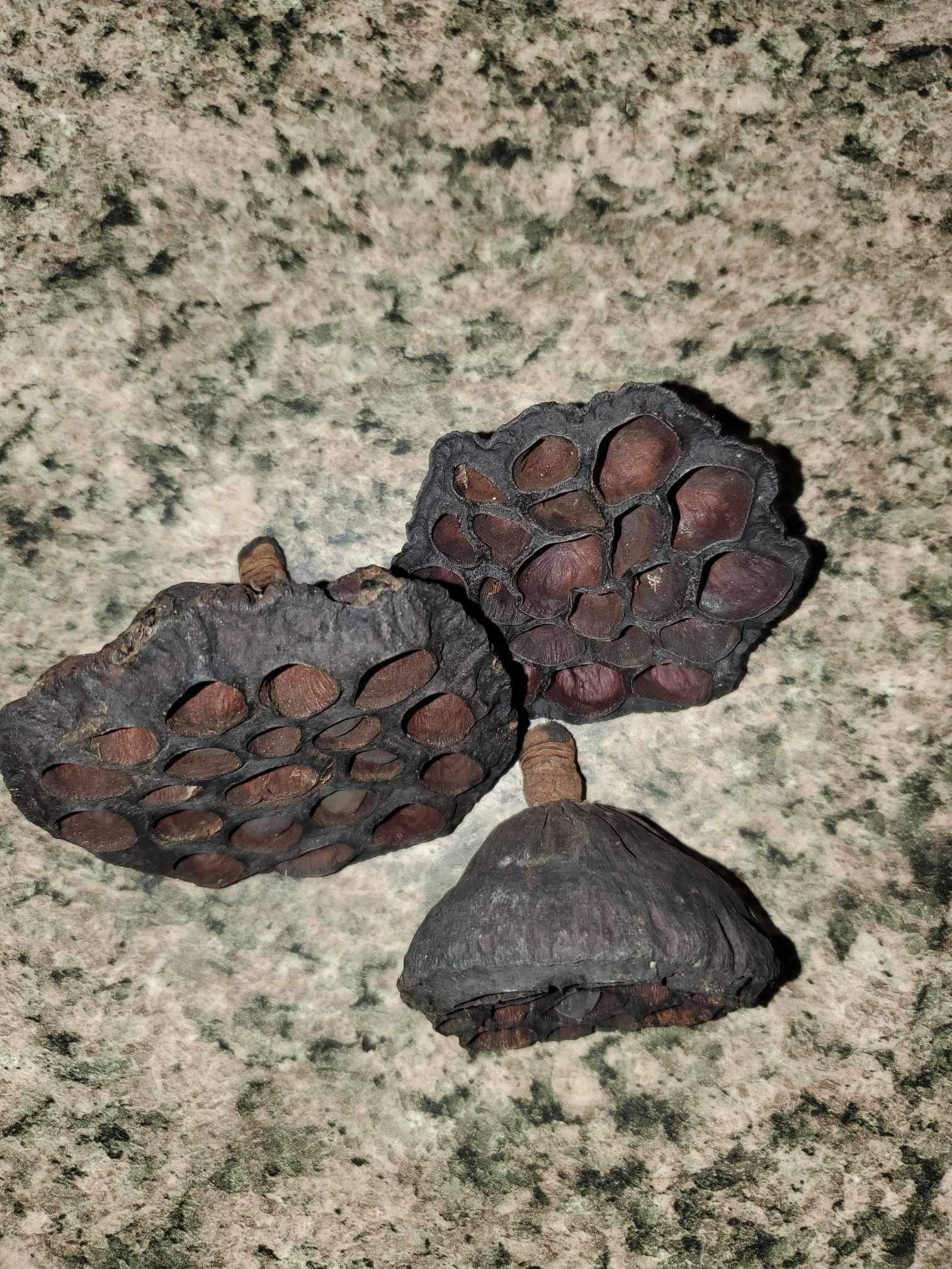 La Swamp Pods  - Lotus pods (3x)