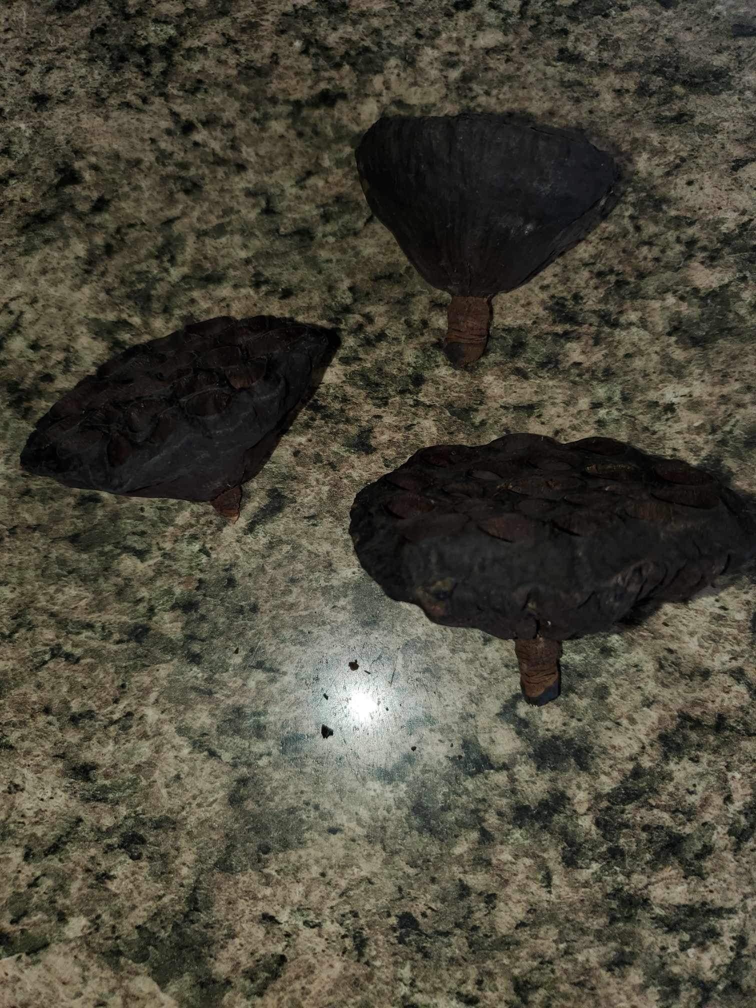 La Swamp Pods  - Lotus pods (3x)