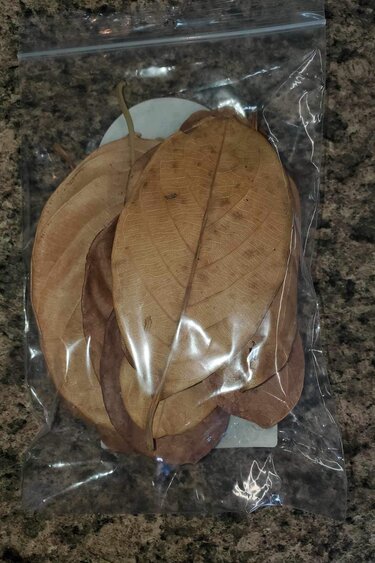 La Swamp LA SWAMP 21251 Feuilles de jacquier 0.5oz (env 10 feuilles)