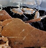 Magazoo Woodhouse Culture Isopods   P. Pruinosus Orange cream 25+