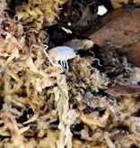 Magazoo Cloporte-Isopods   P. Pruinosus Orange cream 25+