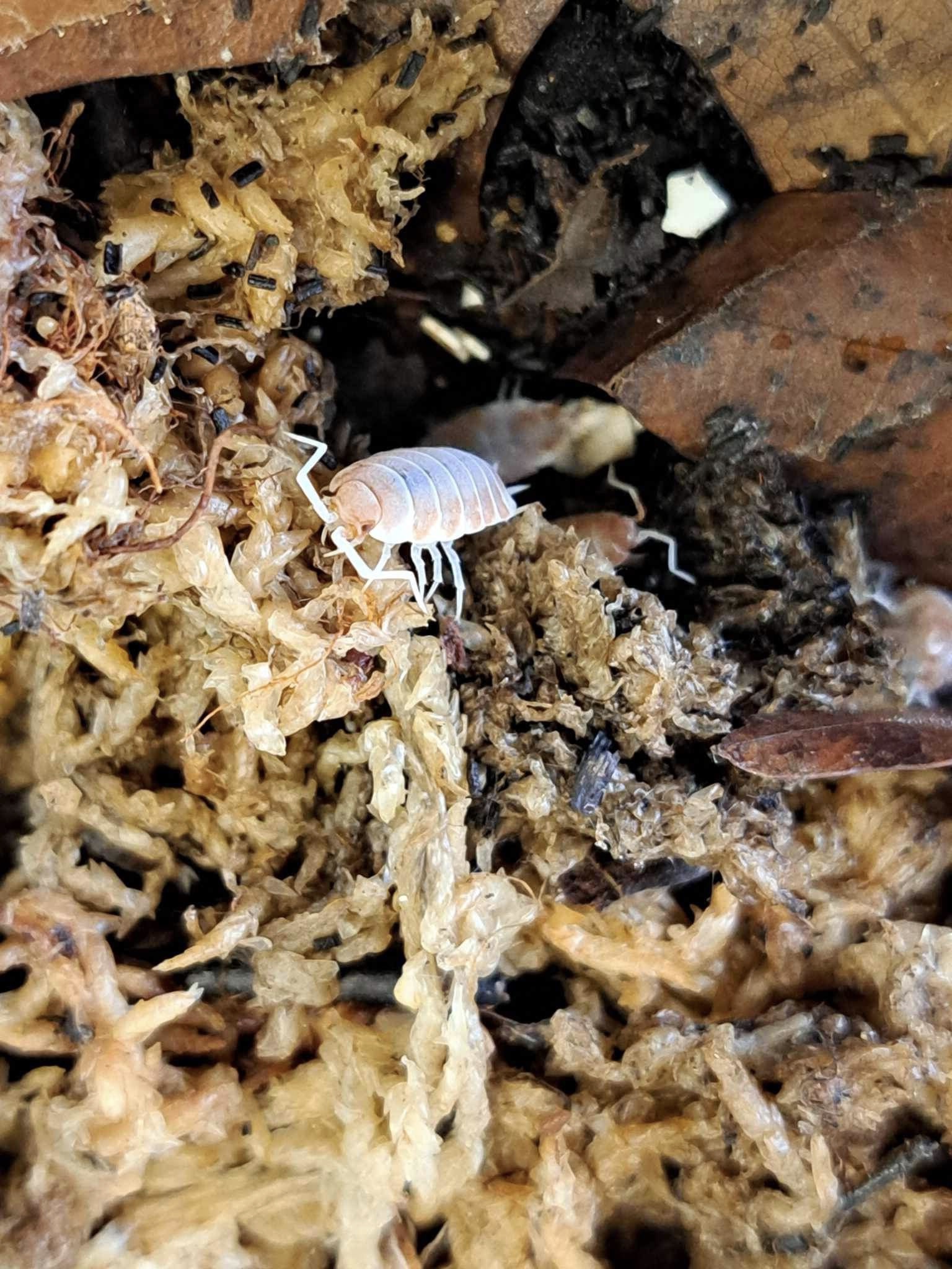 Magazoo Woodhouse Culture Isopods   P. Pruinosus Orange cream 25+