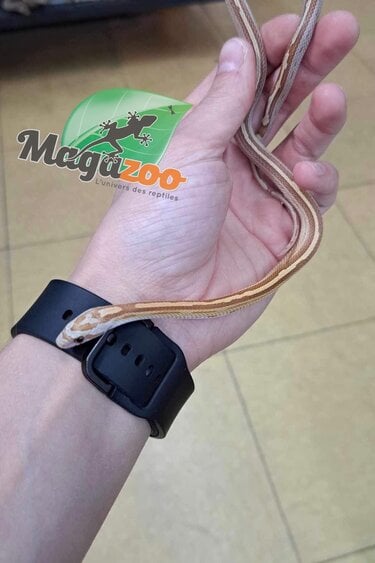 Magazoo Amber Motley stripe Corn snake