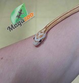Magazoo Amber Motley stripe Corn snake