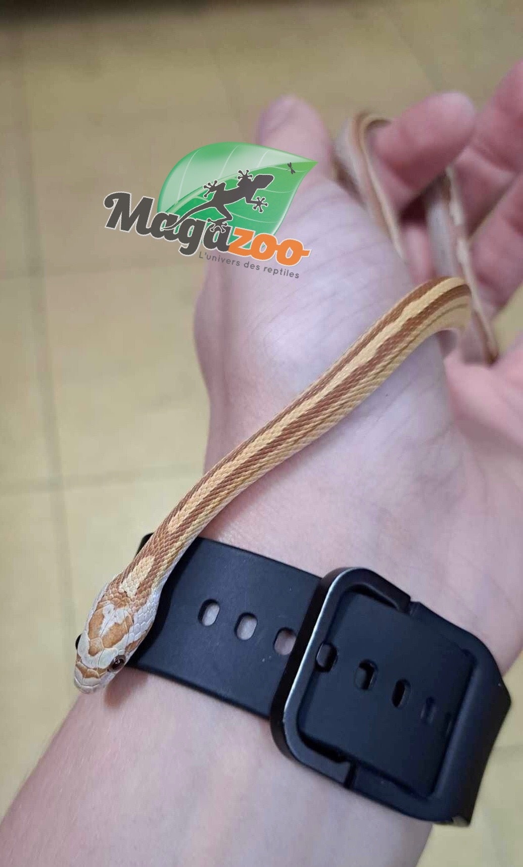 Magazoo Amber Motley stripe Corn snake