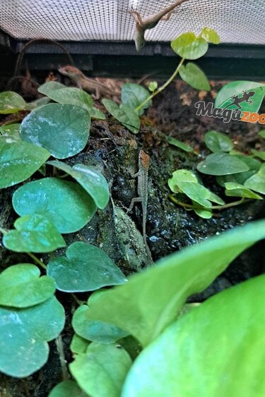 Magazoo Baby Orange-headed Brown Anole CB 2024