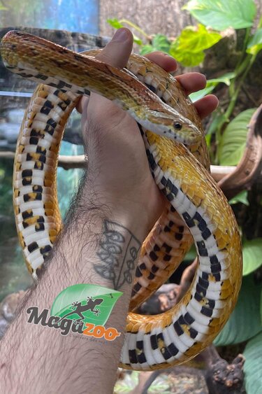 Magazoo Male 6 years old Corn snake  / 2nd chance adoption