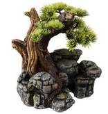 Bonsai on rock formation