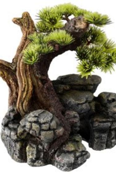 Bonsai on rock formation