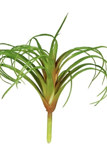 ReptiZoo REPTIZOO Plante Tillandsia