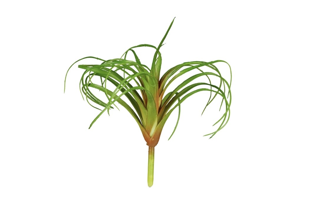 ReptiZoo REPTIZOO Plante Tillandsia