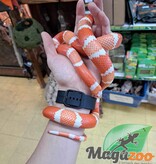 Magazoo Honduras milk snake Tangerine Albino (het anery poss.hypo 66% het hypo) Male