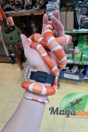 Magazoo Serpent laitier du Honduran Tangerine Albino (het anery, 66% poss. het. hypo) Mâle