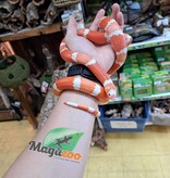 Magazoo Honduras milk snake Tangerine Albino (het anery poss.hypo 66% het hypo) Male