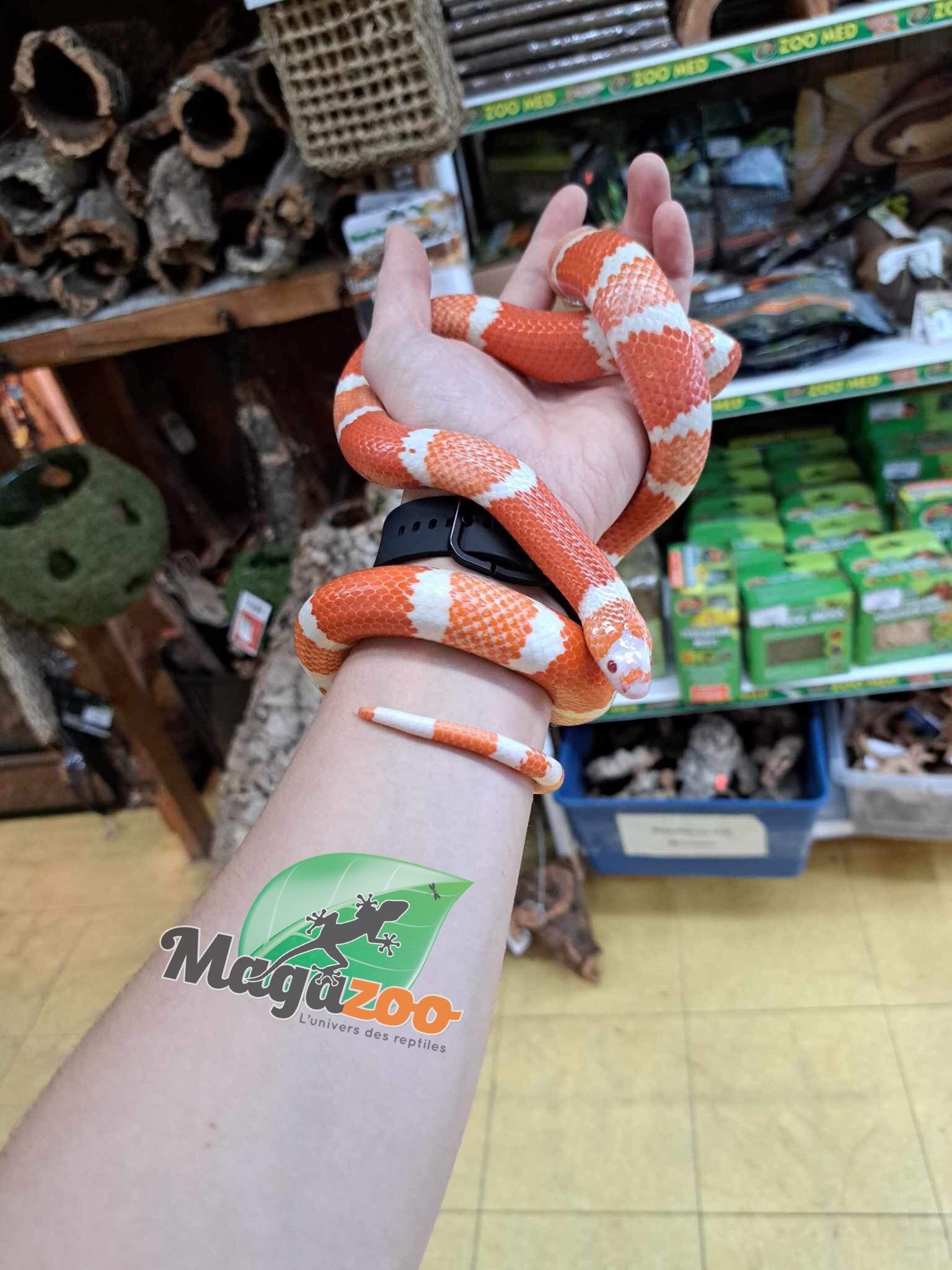 Magazoo Serpent laitier du Honduran Tangerine Albino (het anery, 66% poss. het. hypo) Mâle