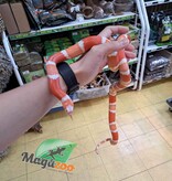 Magazoo Serpent laitier du Honduran Tangerine Albino (het anery, 66% poss. het. hypo) Mâle