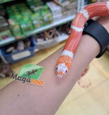Magazoo Serpent laitier du Honduran Tangerine Albino (het anery, 66% poss. het. hypo) Mâle