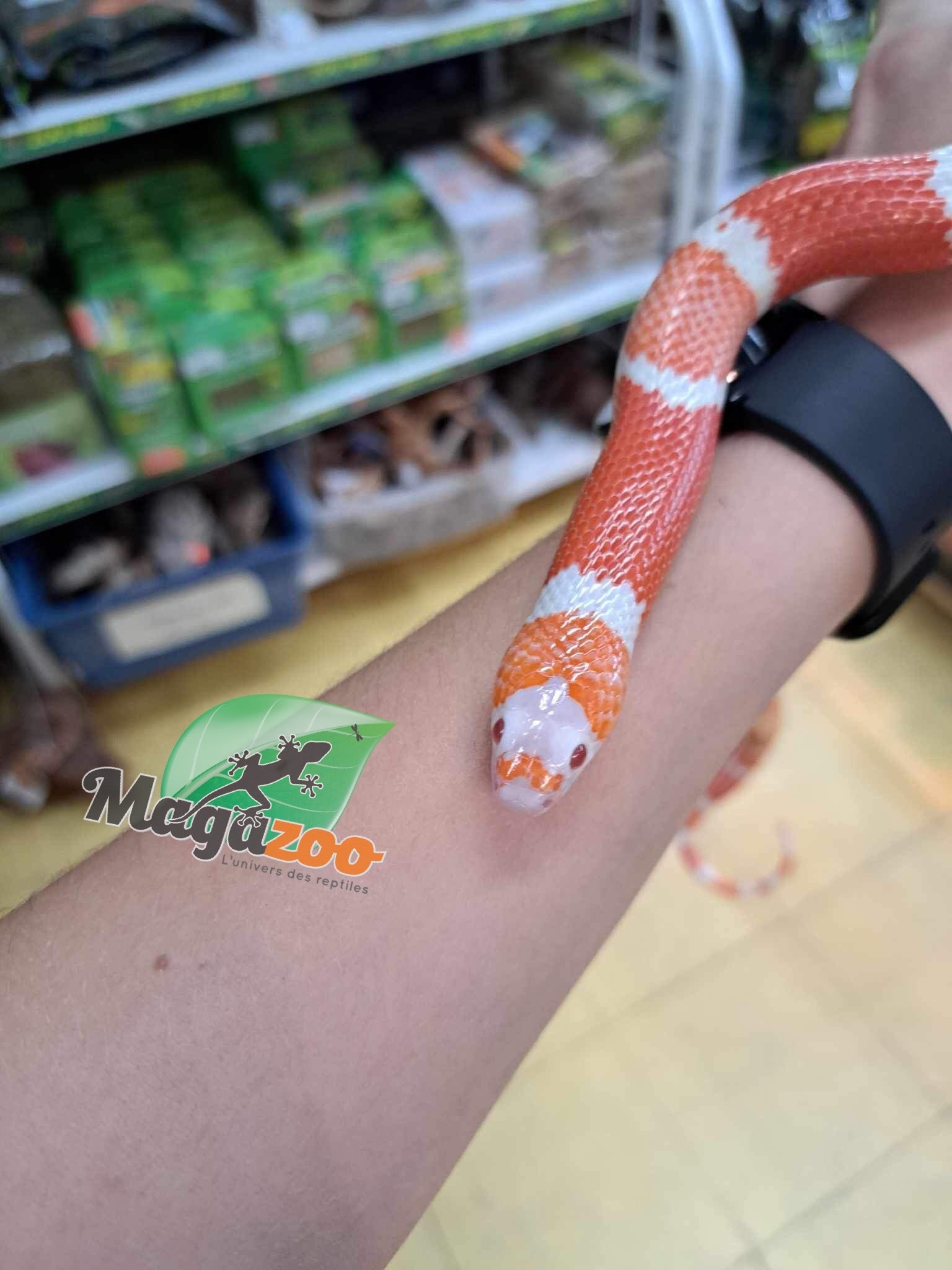 Magazoo Honduras milk snake Tangerine Albino (het anery poss.hypo 66% het hypo) Male