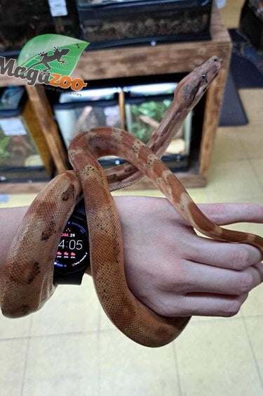 Queue de serpent géant avec télécommande infrarouge