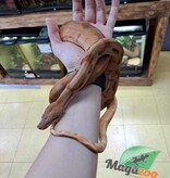 Magazoo Central America Boa constrictor Extreme Sunset (Super Hypo) Male (Extreme Sunset = Hypo Central X Hog Island)