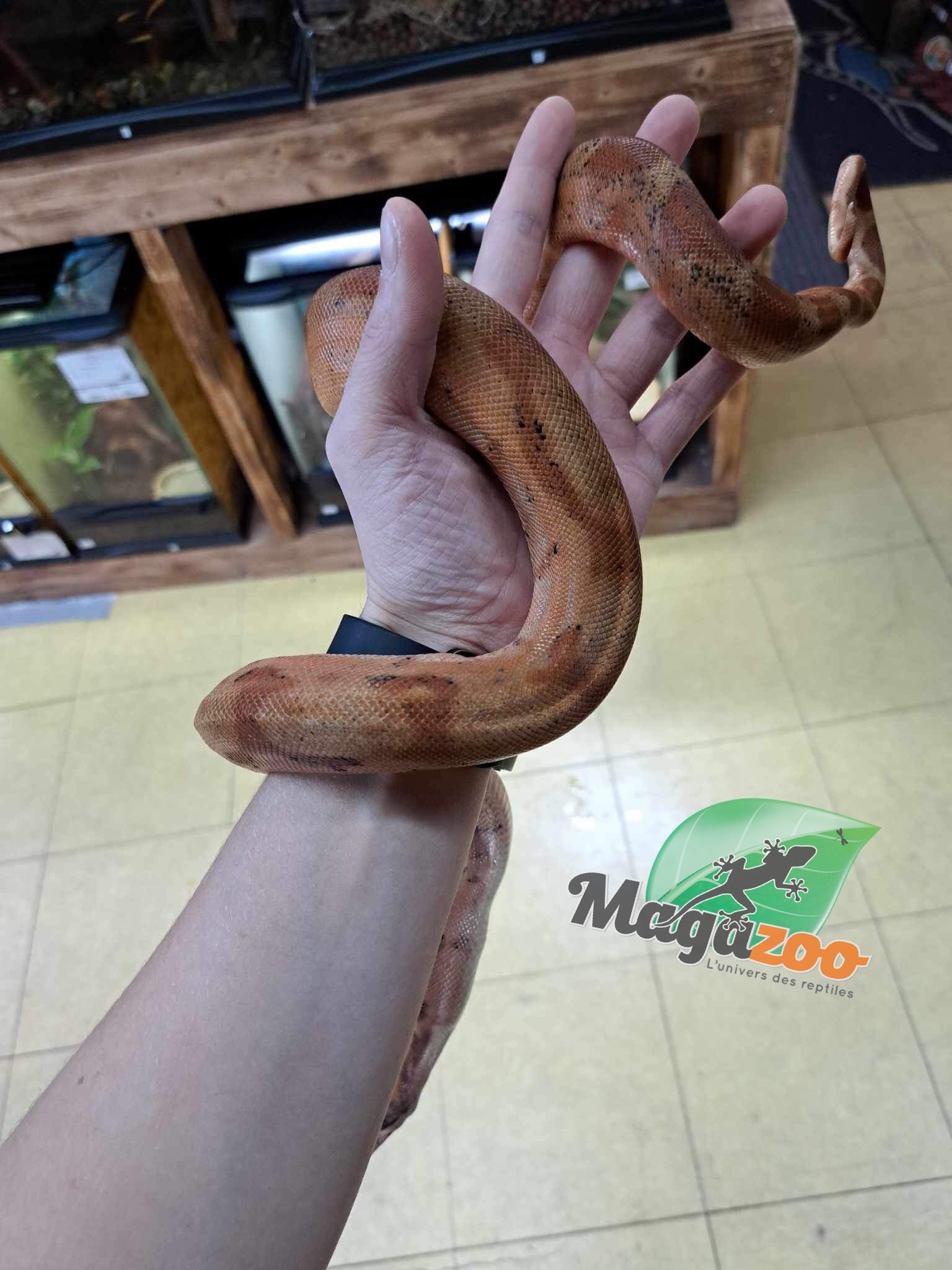 Magazoo Central America Boa constrictor Extreme Sunset (Super Hypo) Male (Extreme Sunset = Hypo Central X Hog Island)