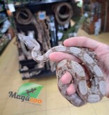 Magazoo Hog Island boa constrictor #1