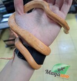 Magazoo Serpent ratier des Everglades Hypo femelle