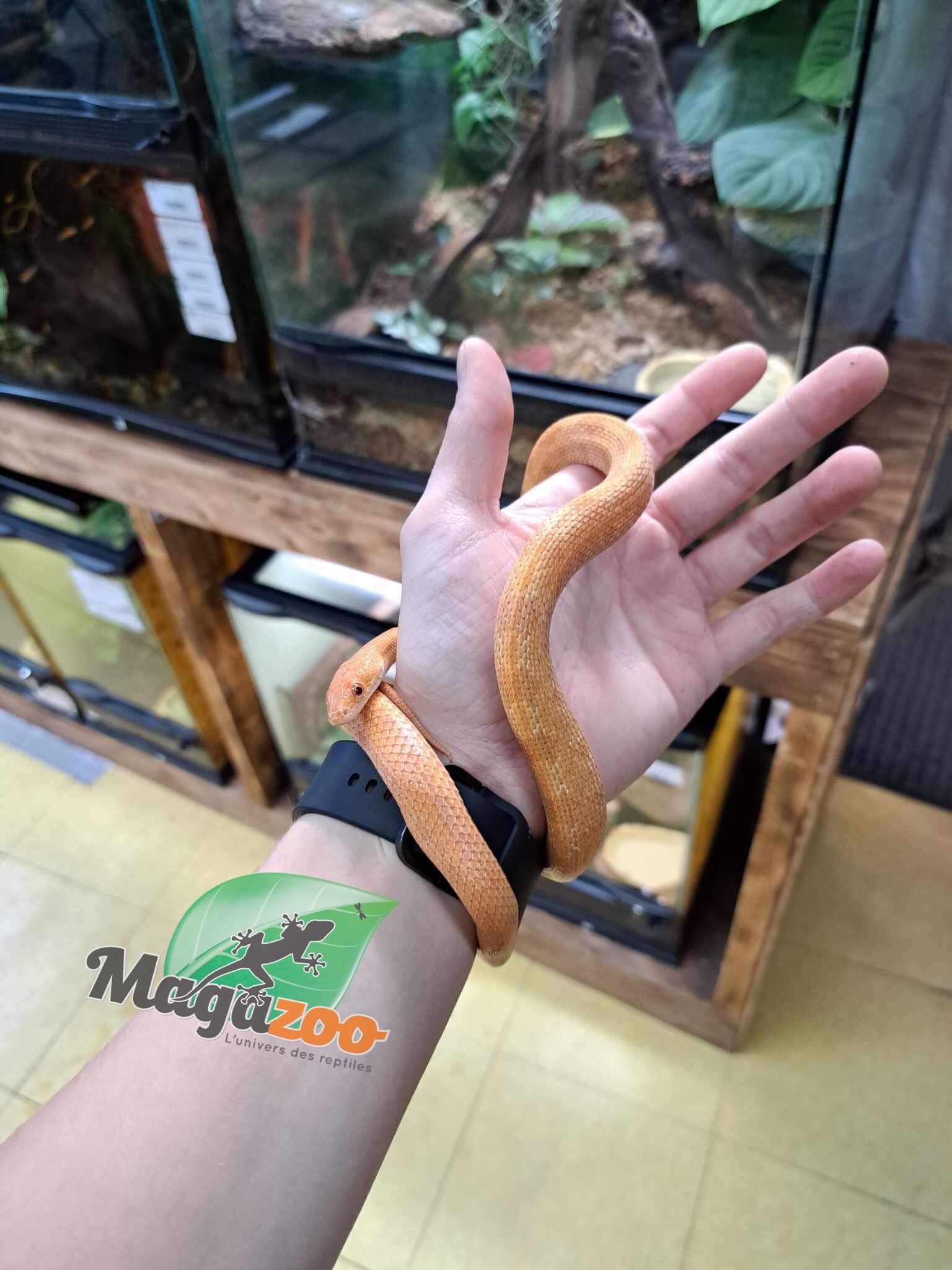 Magazoo Everglades rat snake Hypo female