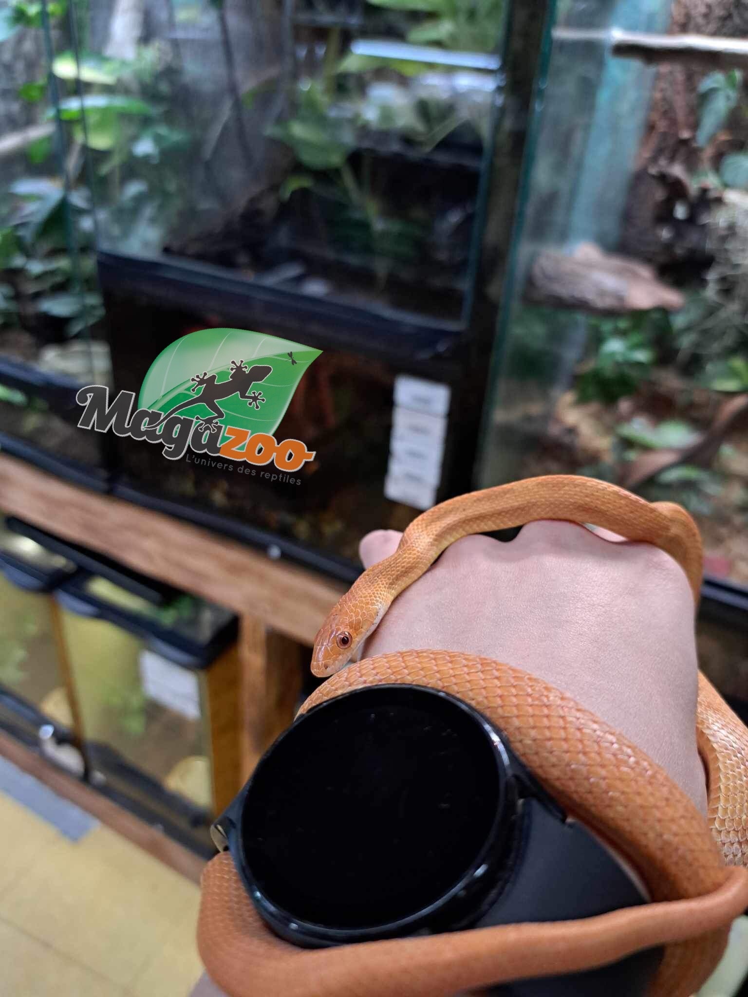 Magazoo Serpent ratier des Everglades Hypo femelle