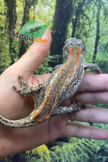 Magazoo Gecko gargouille orange stripe mâle adulte