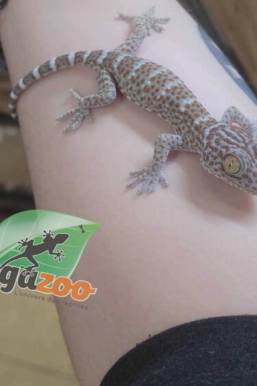 Magazoo Baby Tokay gecko Captive Born #2