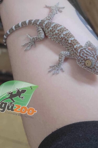 Magazoo Gecko Tokay bébé né en captivité #2