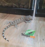 Magazoo Baby Tokay gecko Captive Born #2