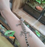 Magazoo Baby Tokay gecko Captive Born #2