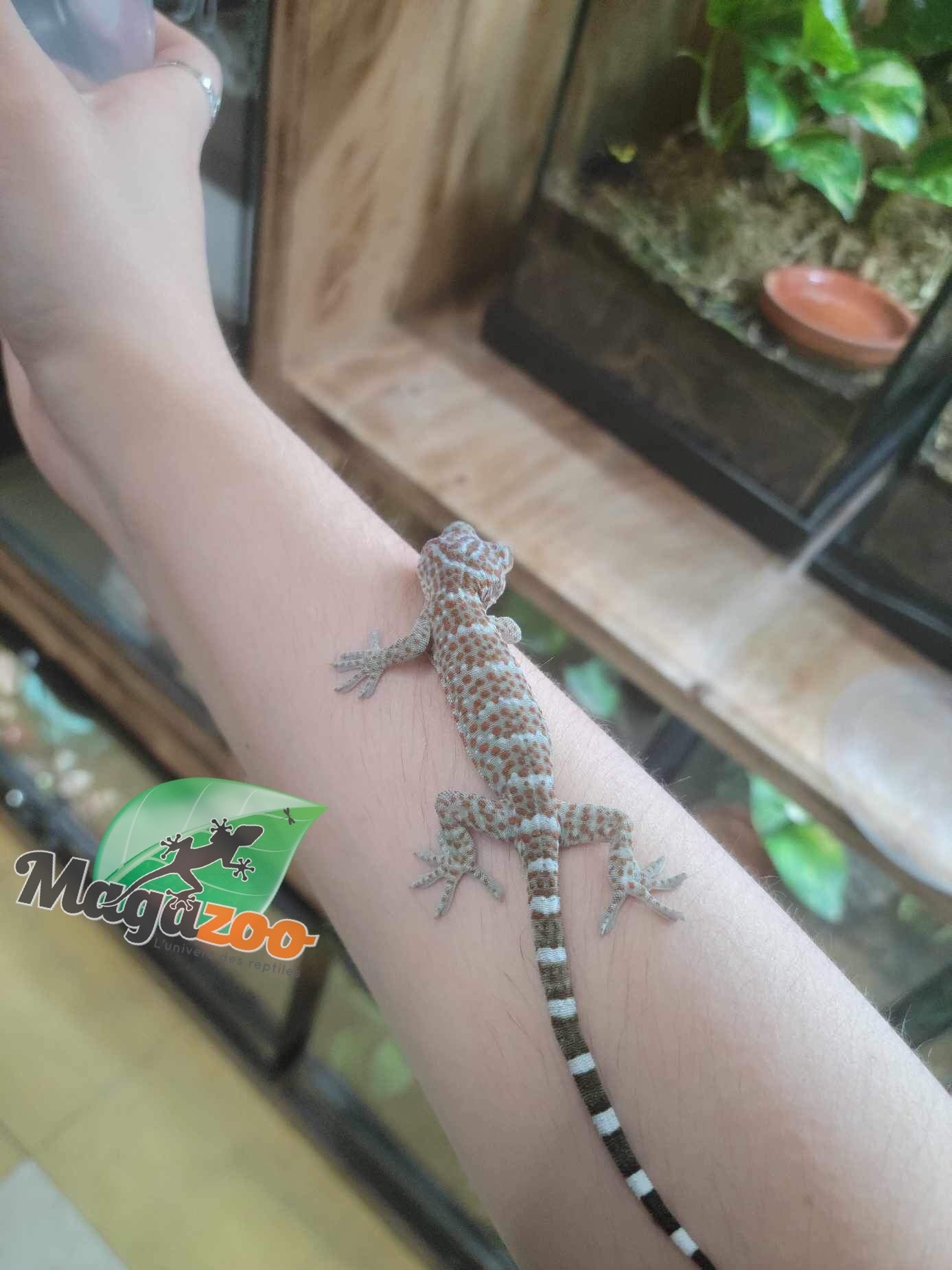 Magazoo Gecko Tokay bébé né en captivité #2