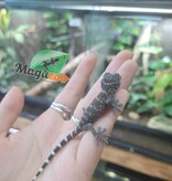 Magazoo Baby Tokay gecko Captive Born #4