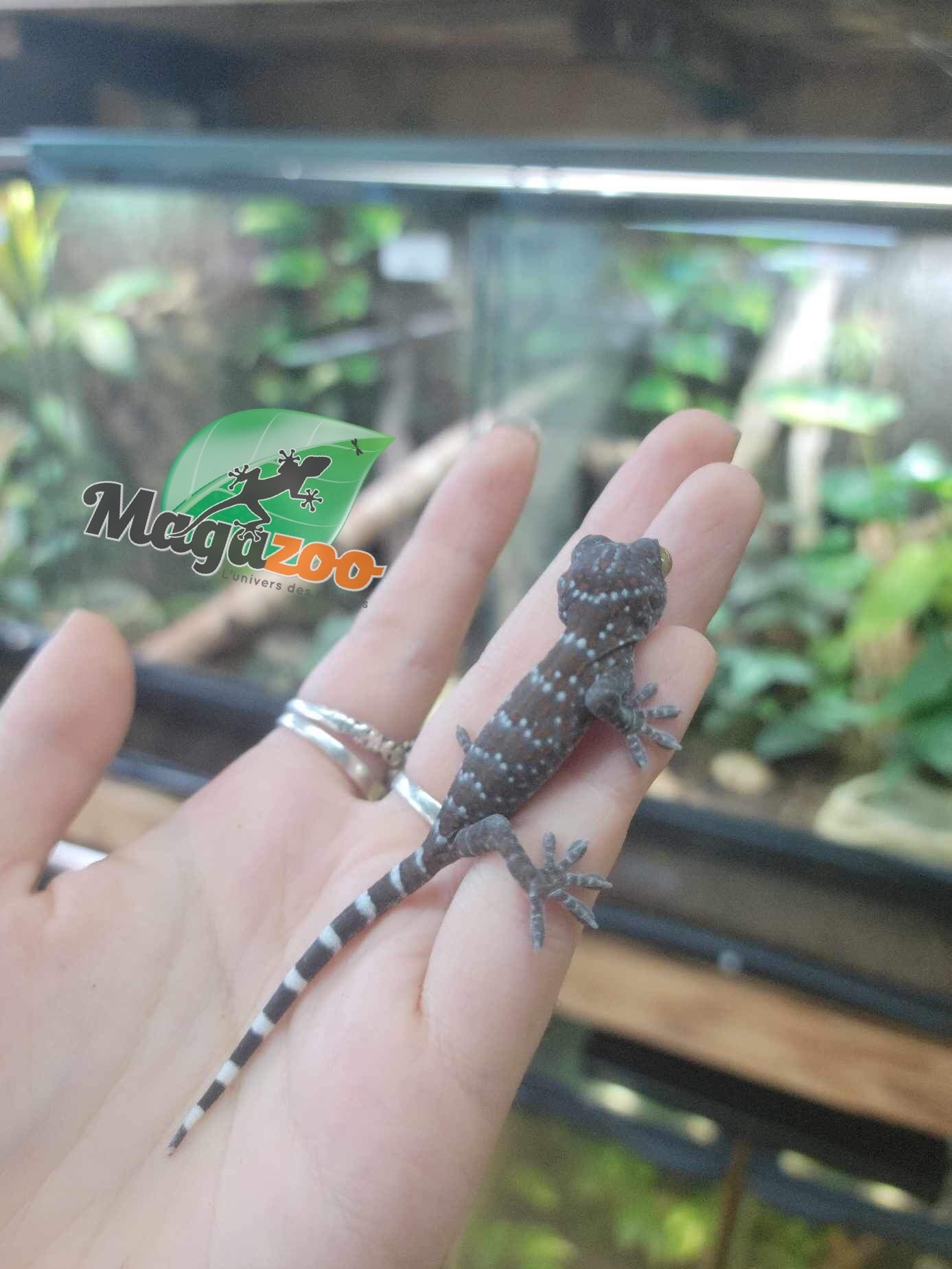 Magazoo Gecko Tokay bébé né en captivité #4