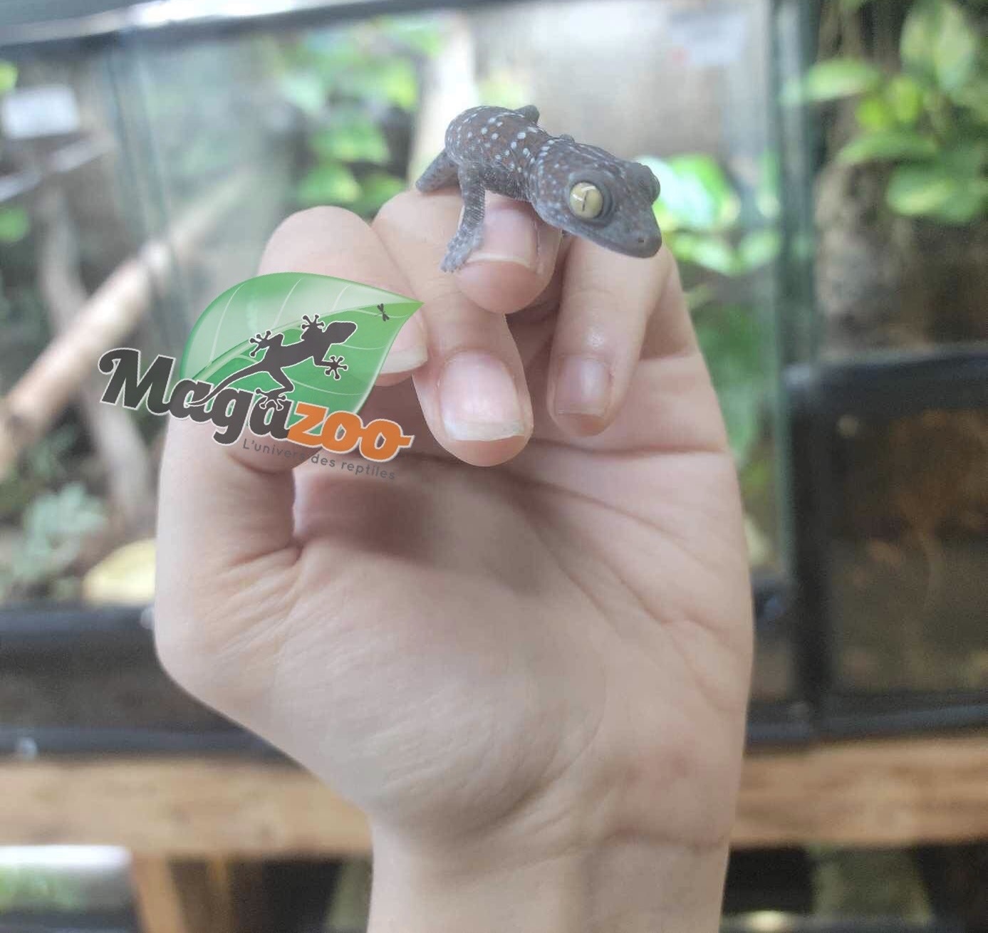 Magazoo Baby Tokay gecko Captive Born #4