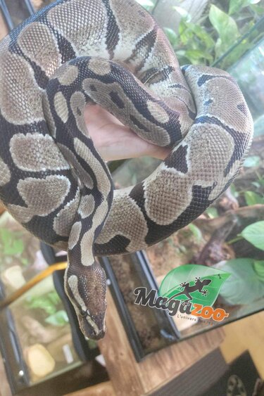 Snakes - Magazoo, the Universe of Reptiles