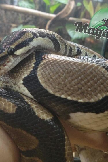 Adoption - 2nd chance - Magazoo, the Universe of Reptiles