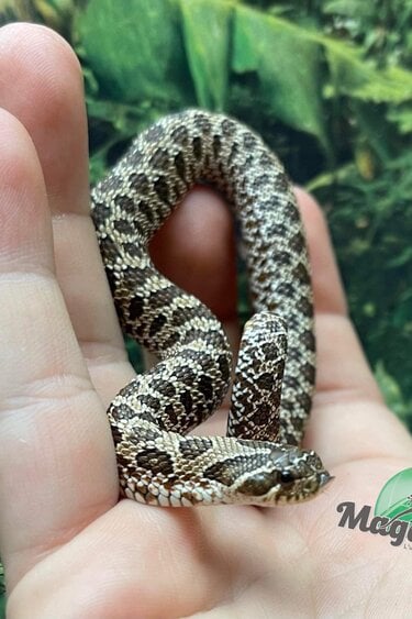 Magazoo Western Hognose (Baby #2)