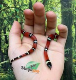 Magazoo Serpent laitier Nelson #4