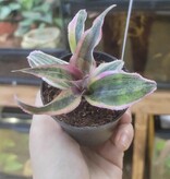 Magazoo Cryptanthus sp. Plant