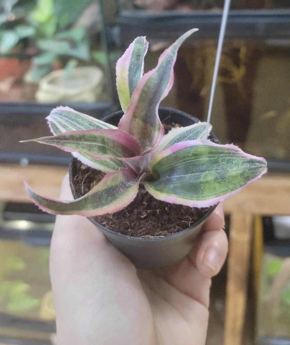 Magazoo Cryptanthus sp. Plant