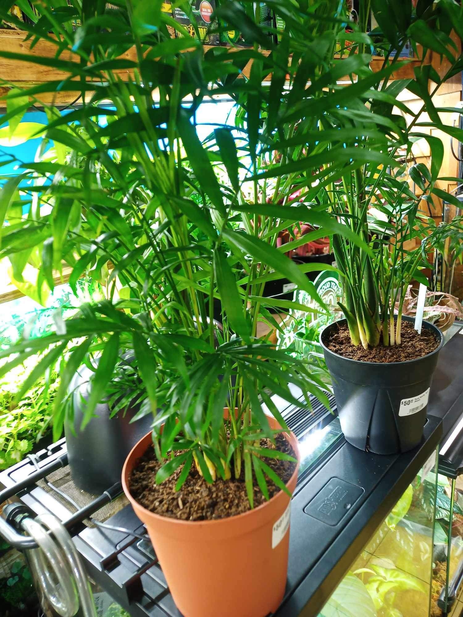 Neanthe ''Bella'' (Medium) Plant