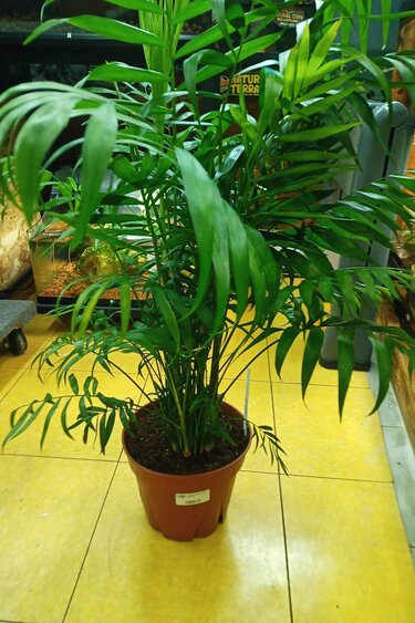 Magazoo Plante Neanthe ''Bella'' (Grand)